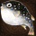 Blowfish