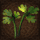 Coriander