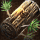 Pine